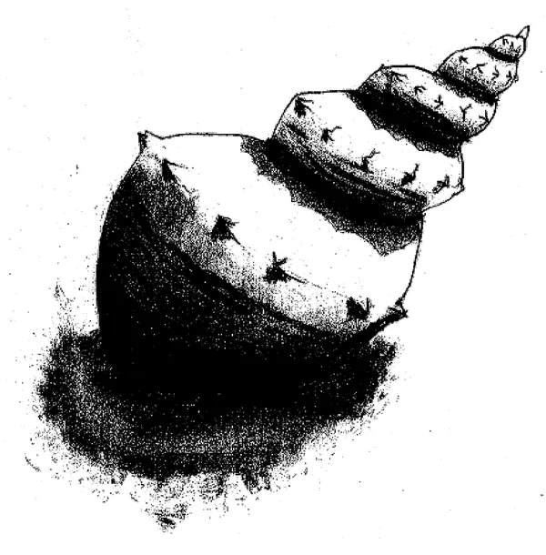 Coquillage, ombres à l'encre