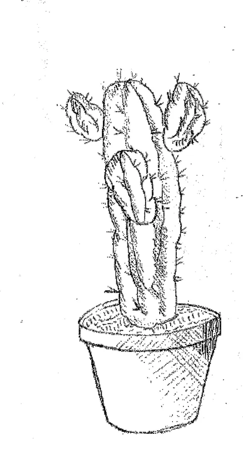 Cactus en pot, hachures fines